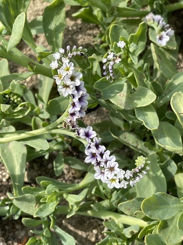 iNaturalist observation photo of alkali heliotrope