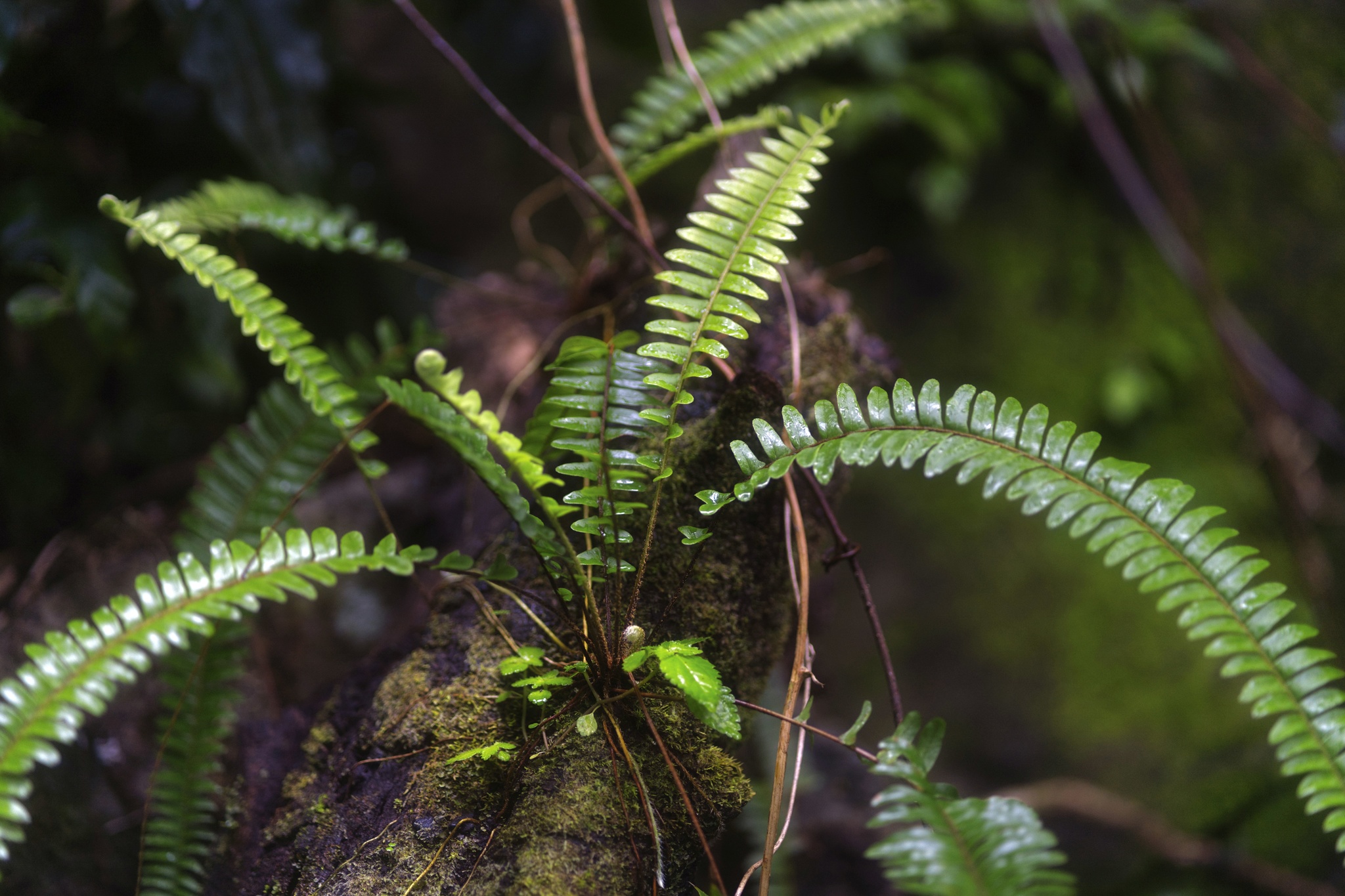 Nephrolepis rivularis