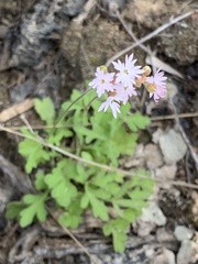 Lithophragma tenellum