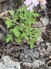 Lithophragma tenellum