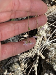 Lithophragma tenellum