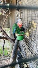 Amazona leucocephala