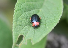 Asphaera abdominalis
