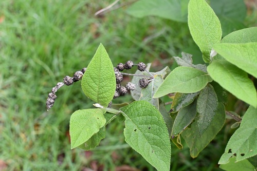 Buddleja crotonoides (Buddleja crotonoides)