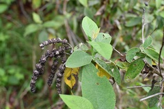 Buddleja crotonoides