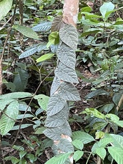 Ficus villosa