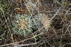 Coryphantha ottonis
