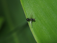 Dicranosepsis