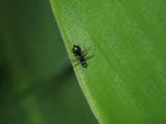 Dicranosepsis