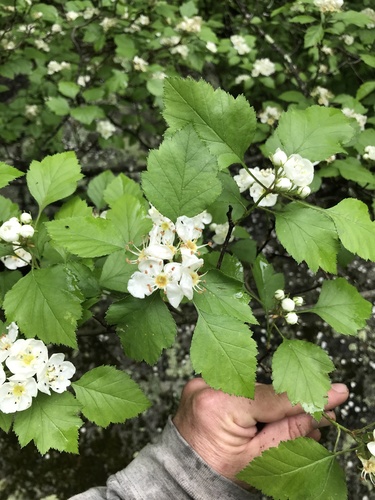 Biltmore Hawthorn — photo 1