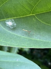 Tetragnatha hasselti