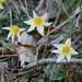 Napa Fawn Lily - Photo (c) David Hofmann, some rights reserved (CC BY-NC-ND)