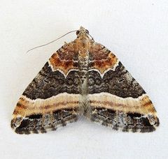 Xanthorhoe mirabilata