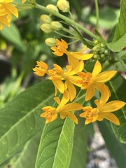 Asclepias curassavica