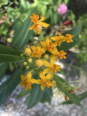 Asclepias curassavica