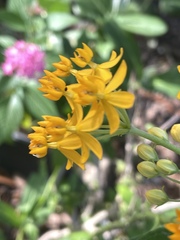 Asclepias curassavica