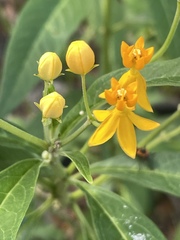 Asclepias curassavica
