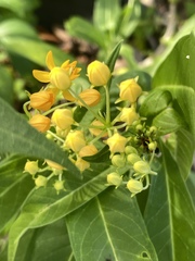 Asclepias curassavica