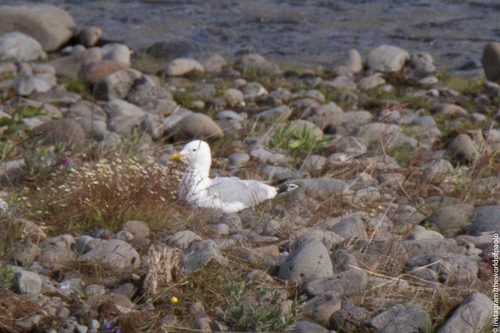 čajka sivá (Larus canus)