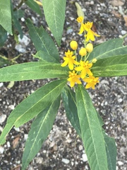 Asclepias curassavica