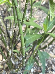 Asclepias curassavica