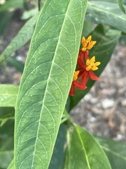 Asclepias curassavica