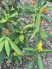 Asclepias curassavica