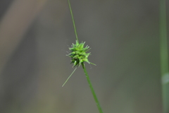 Carex cephalophora