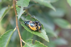 Monocesta ducalis
