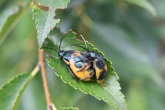 Monocesta ducalis