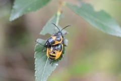 Monocesta ducalis
