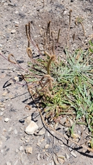 Plantago subnuda