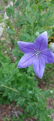 Platycodon