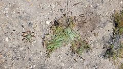 Plantago subnuda