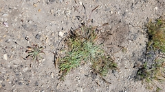 Plantago subnuda