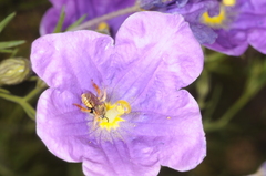 Lanthanomelissa parva