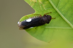 Oncometopia funebris