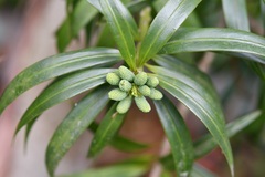 Podocarpus matudae