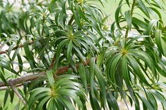 Podocarpus matudae