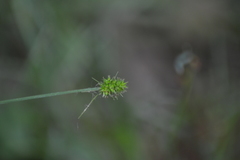 Carex cephalophora