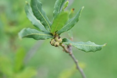 Quercus sebifera