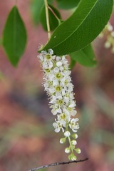 Prunus serotina capuli