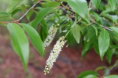 Prunus serotina capuli