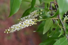 Prunus serotina capuli