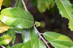 Olmediella betschleriana