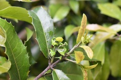 Olmediella betschleriana