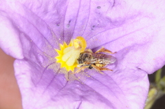 Lanthanomelissa parva