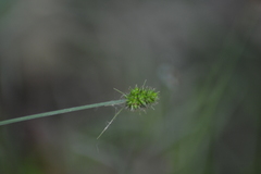 Carex cephalophora