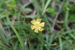 Sisyrinchium angustissimum