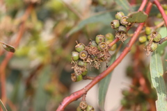 Eucalyptus phenax